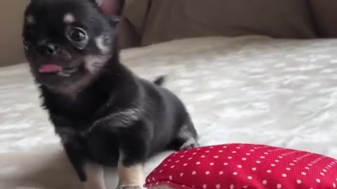 A lovely Chihuahua