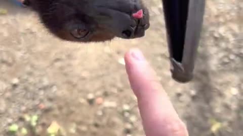 Fruit Bats Are Basically Flying Puppies 😍