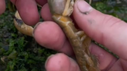 Shrimp Has Thousands of Parasites!