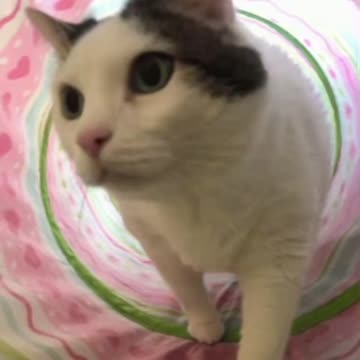 Cute Cat Gif