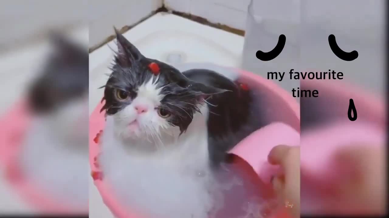 Cute and adorable animal videos 2022 compilation