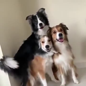 Doggo is excited of taking a groufie
