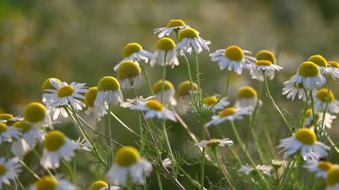 Beautiful Natural Flowers Stock Video