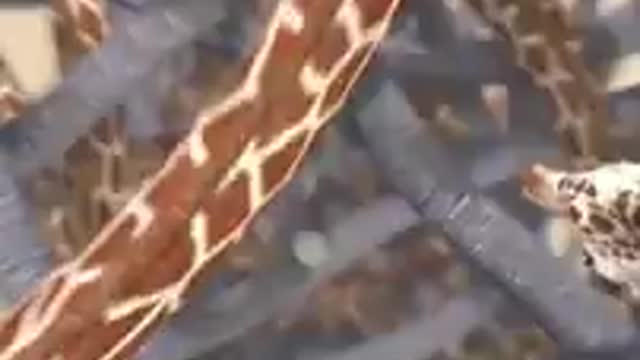 Elephant vs giraffe funny fight (360P)