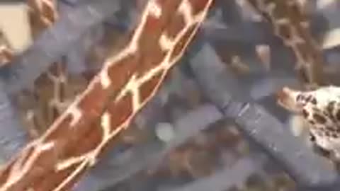 Elephant vs giraffe funny fight (360P)