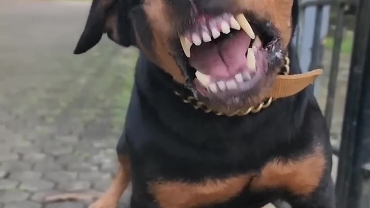 Epic Dog Barking Compilation: See How Your Dogs REACTS and Can't Resist!