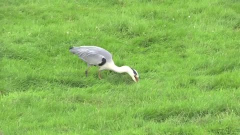 Vroege Vogels - Reiger eet paling