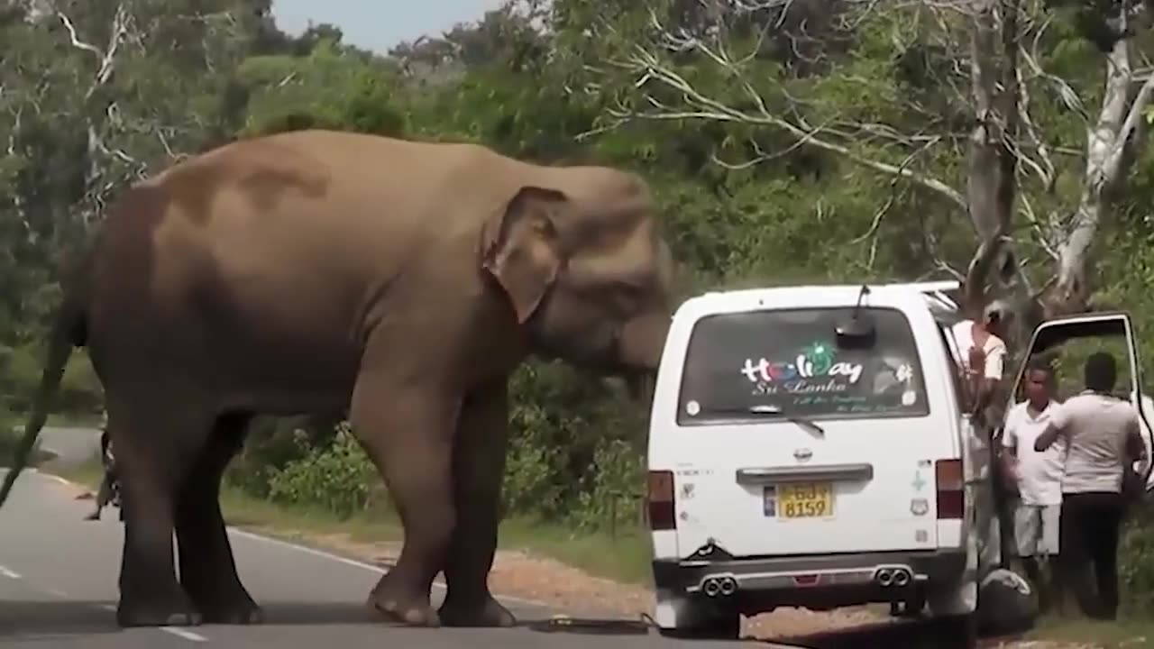 Video triệu view - elephant on the road - Con Voi Trên Phố #convoi #elephant #animalsworld