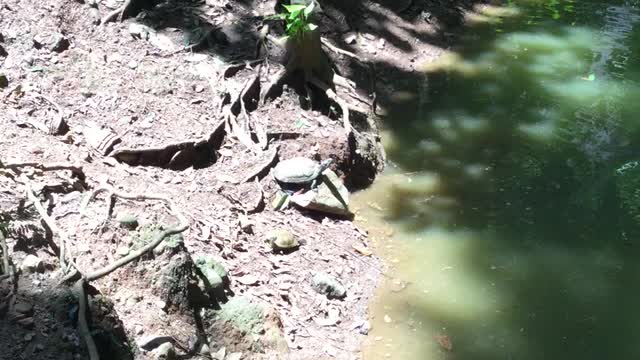 Two Not-So-Graceful Turtles Tumble into a Pond