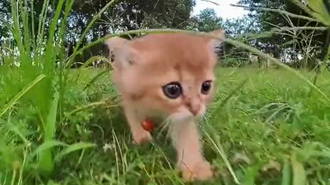 Funniest Cats 😹 - Don't try to hold back Laughter 😂 - Funny Cats Life