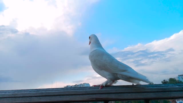 Wonderful pigeons