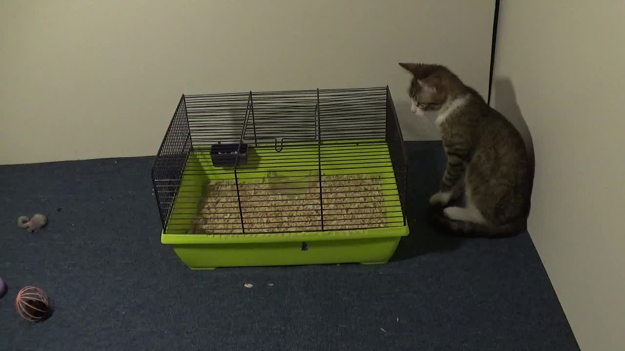 Cute Little Cat Loves Watching His Hamsters for Hours