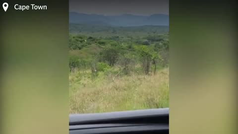 A tourist runs away from a bull elephant into a lion infested wilderness