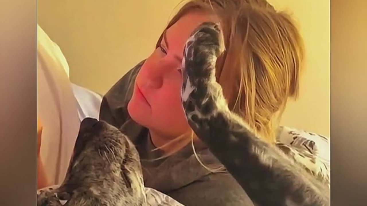 Funny pets