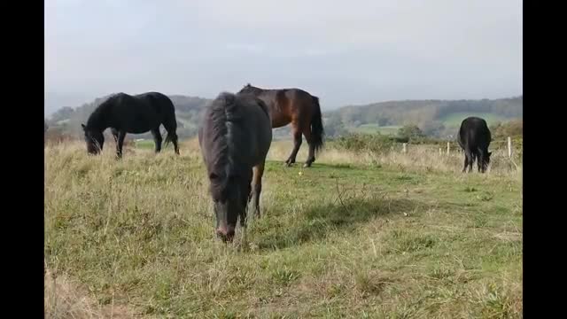 WILD ANIMALS BEAUTY 04 / NATURE OUT DOOR BEAUTY / 4K . 8K 📣