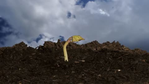 Beans, peas germinating underground & vegetables growing time lapse. Vegetable garden awakening