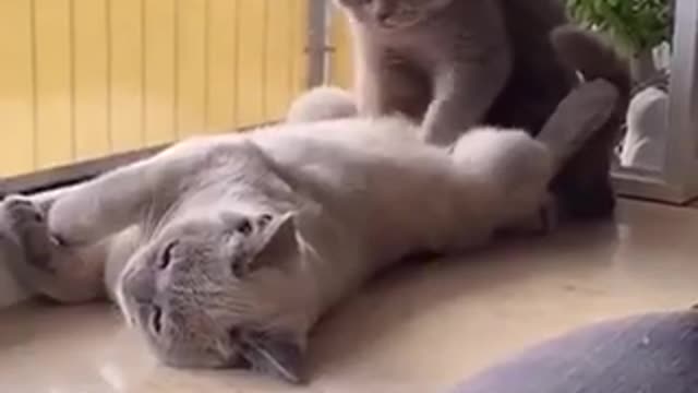 Funny cats