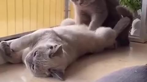 Funny cats