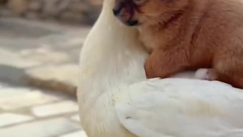 You grow up with me, I grow old with you#animal#funny#cute#foryou