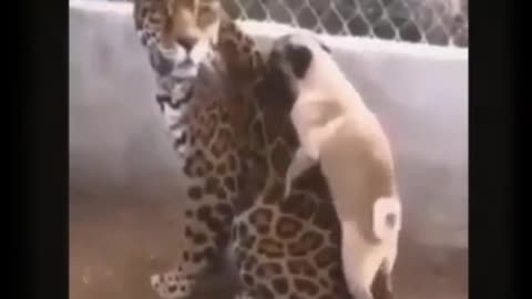 Funny animal's video 🤣🤣🤣