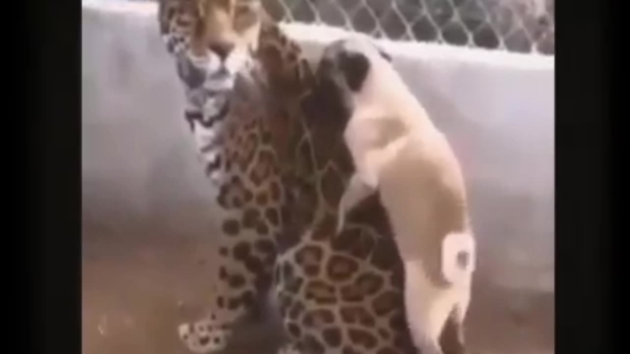 Funny animal's video 🤣🤣🤣