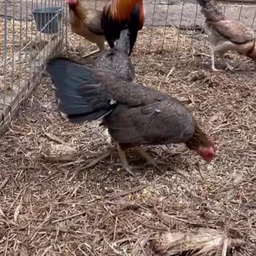 Asil Sweater Kelso Material Breeding - Chilangos gamefarm