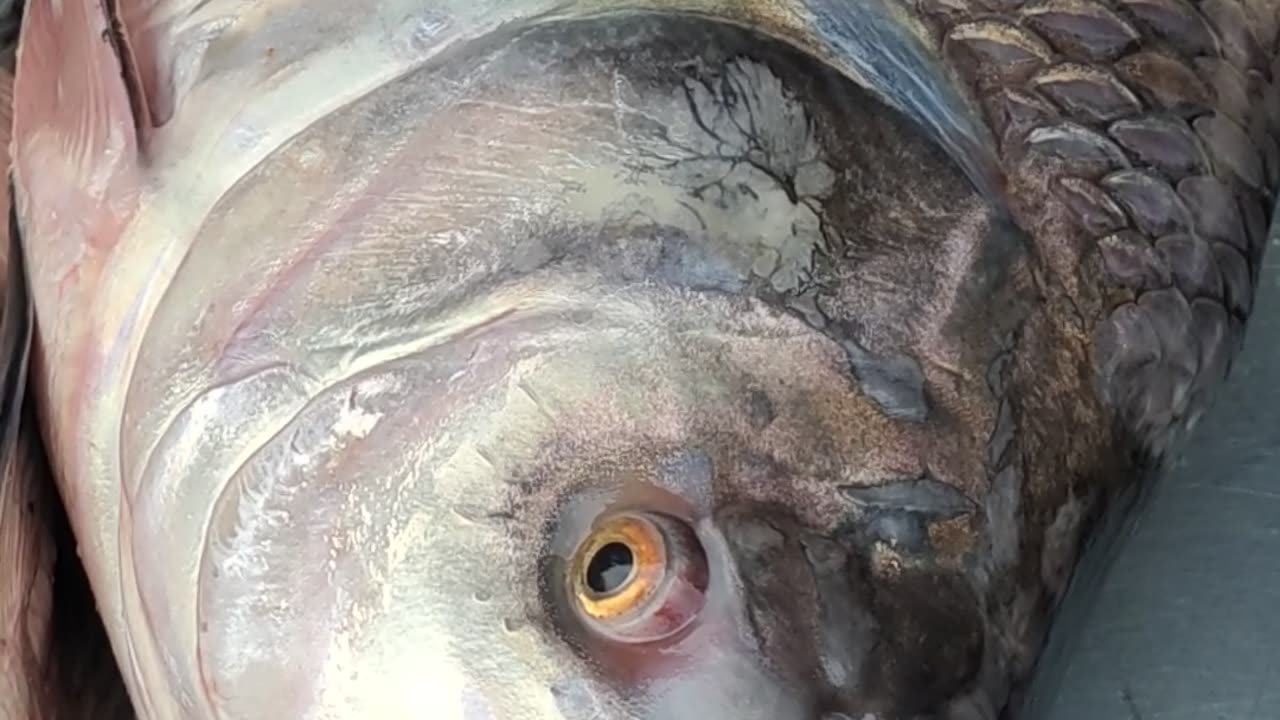 Big Katla Crap Fish Nice Video In Bangladesh#shorts