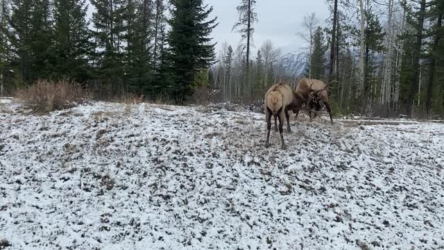 Sparring Elk