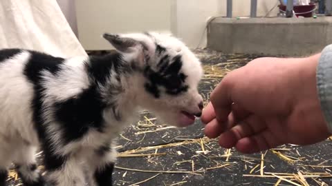 Baby goat making the cutest noises