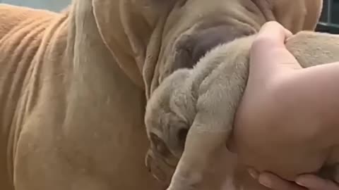 Huge Pitbull Mum