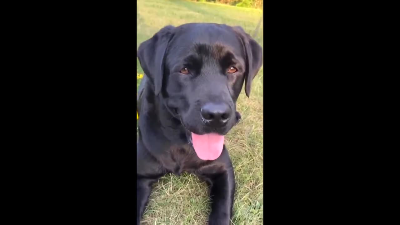 Labrador Compilation - Cute and Funny #19