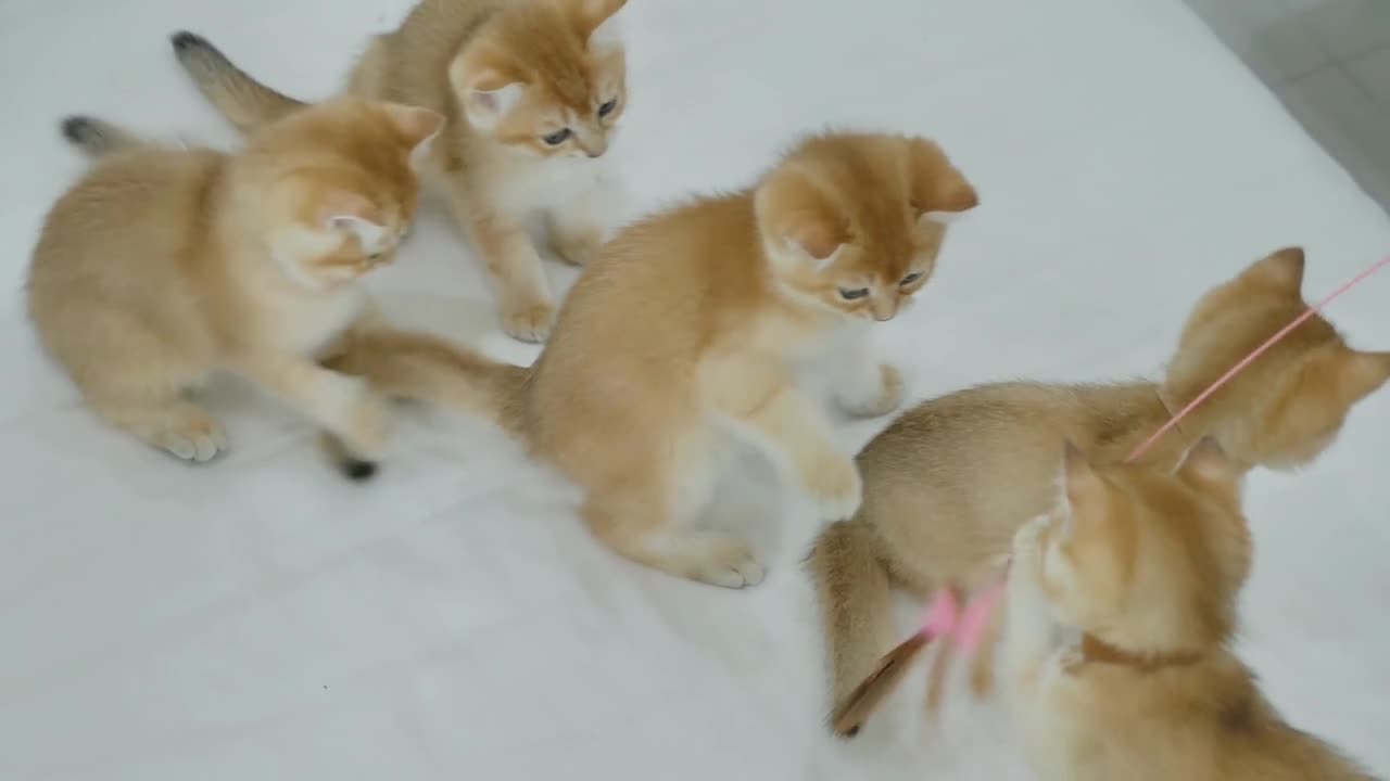 Many Kittens Playing