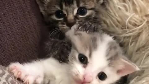 Two lovely cats