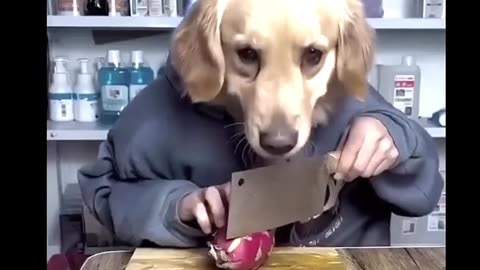 "Claw-some Cuteness: The Funniest Cat Video You'll See Today!"