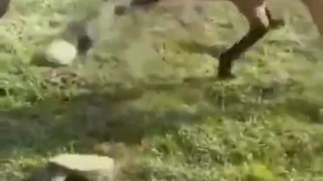 The tortoise scaries the sh*t of the horse