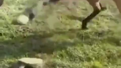 The tortoise scaries the sh*t of the horse