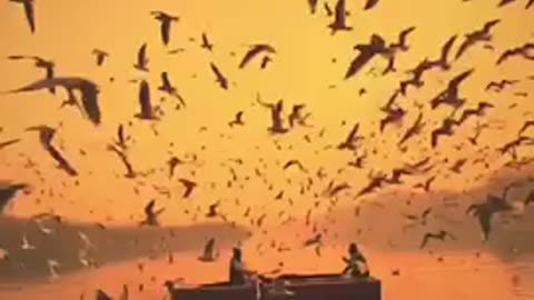 amazing Fishing and the birds circle