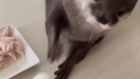 Otter does not want me to feed him😂