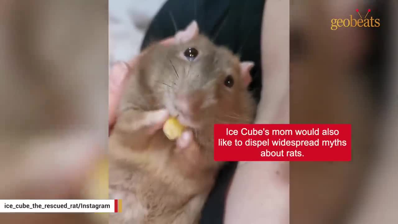 Woman finds rat on the street. Now she can't live without him.