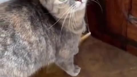 Funniest video cat funny videos dog funny videos lion King funny videos