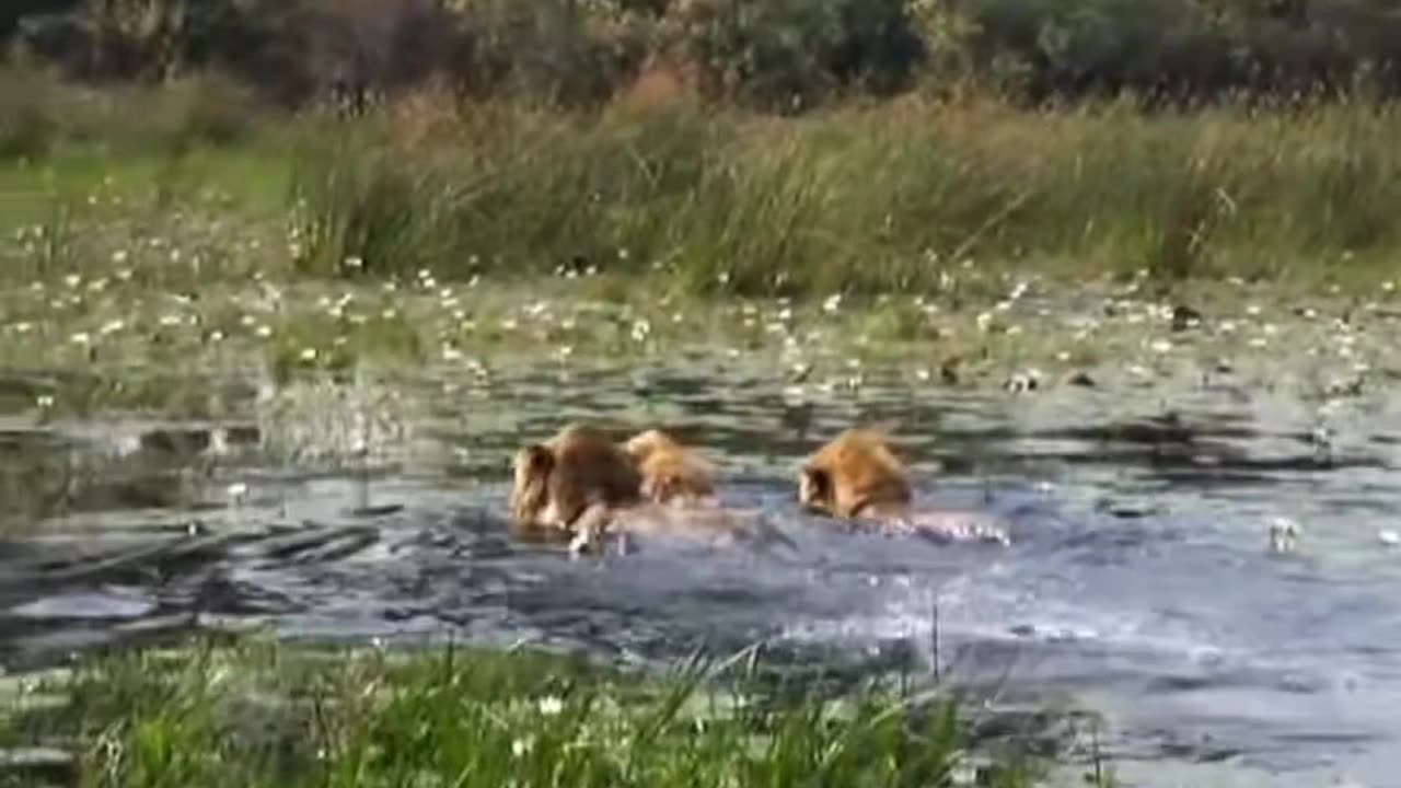 Lions swim across river