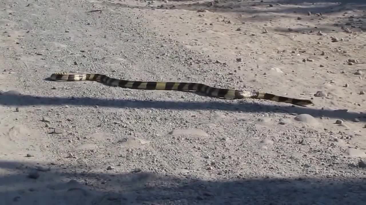 Amazingly Intelligent Monkeys Save Rodent Mouse From Snake Hunting | Prey Escapes Predato-2