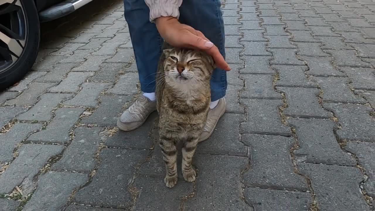 Cat meowing like a stutterer is unbelievably cute