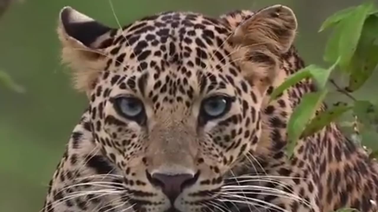 📸 Unbelievable Shot: Intense Leopard Encounter Caught on Camera!