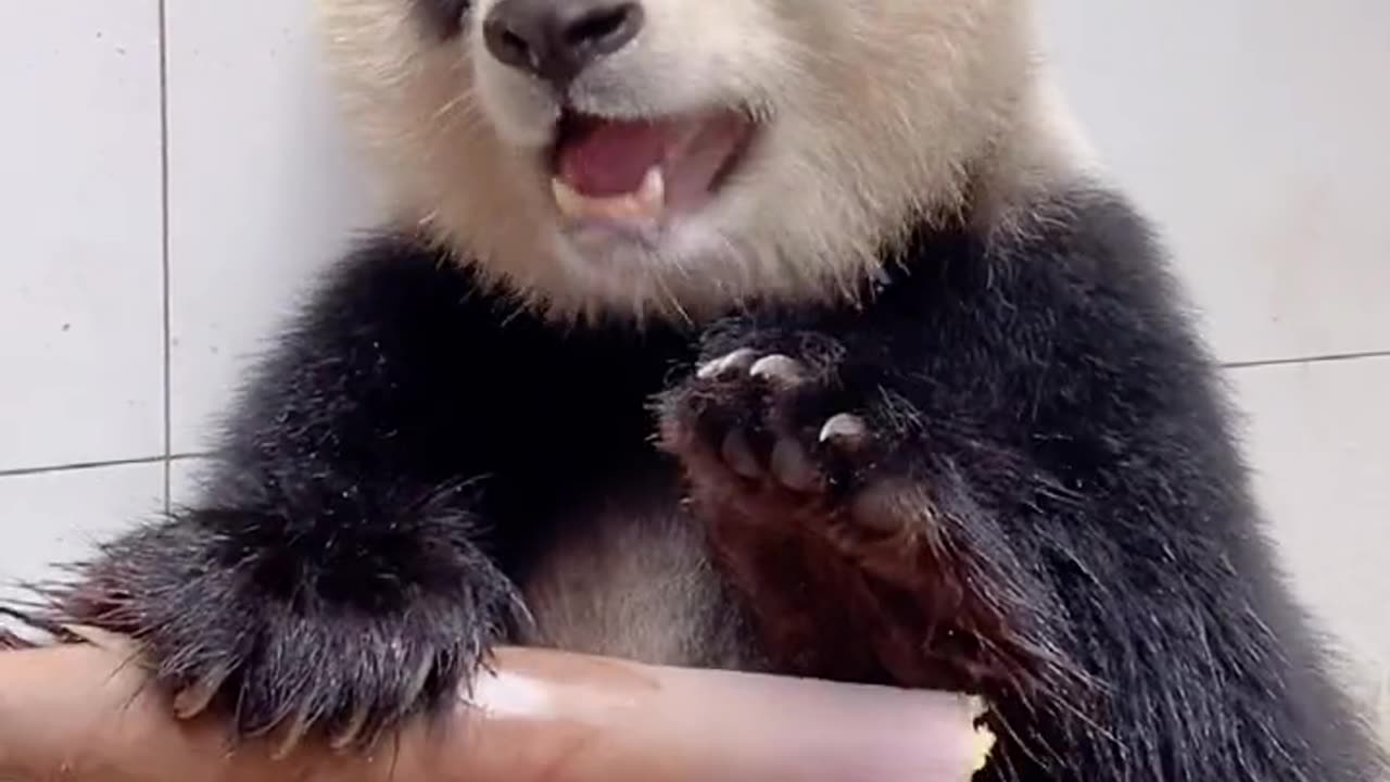 The way panda peel the bamboo for some reason make me smile.