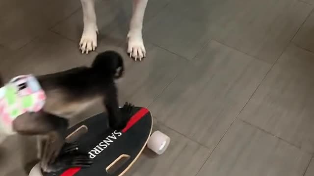 Ready for the skate park