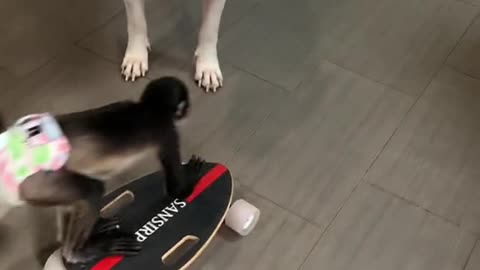 Ready for the skate park