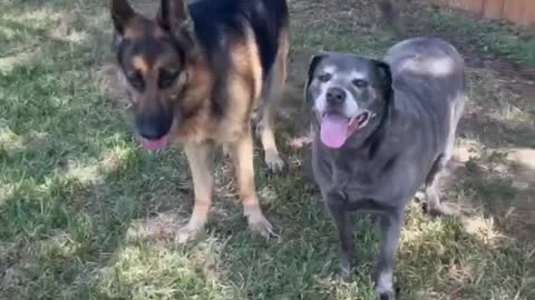 German Shepherd Excited for Doggy Friends!