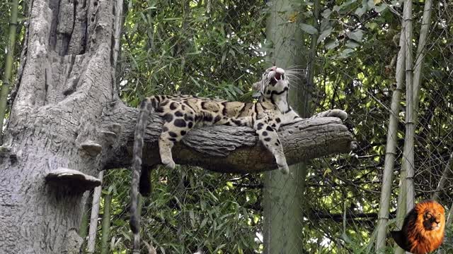 wild animals
