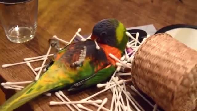 This Will Fundamentally Change the Way You Look at Parrot